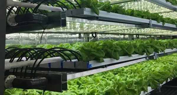indoor agriculture 10 e1595527839760 600x322 1